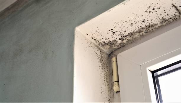 Best Basement Mold Removal  in Church Rock, NM