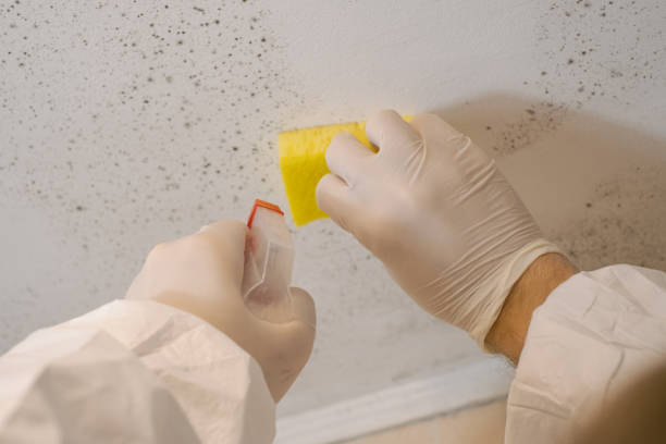 Church Rock, NM Mold Removal Company