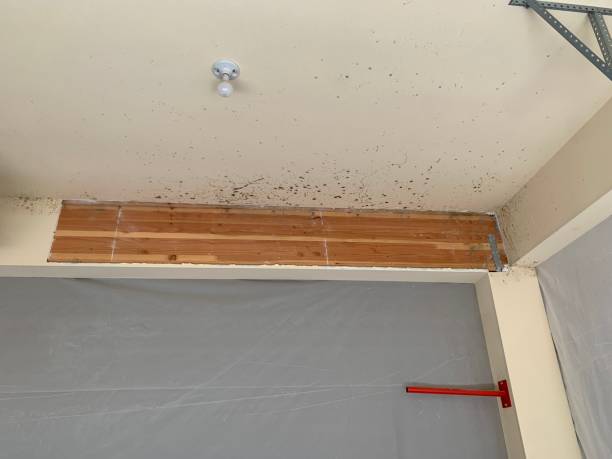 Best Mold Documentation for Insurance Claims  in Church Rock, NM